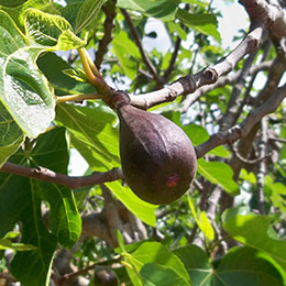 Figuier 'Noire de Caromb'